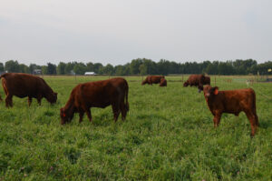 Why Grass-Fed Beef and Lamb – Part 5, Community Benefits