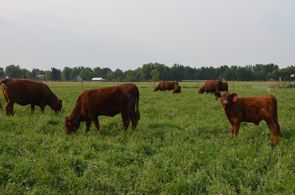 Why Grass-Fed Beef and Lamb – Part 2, Environmental Benefits