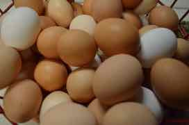 Eggs 101, Nutrition