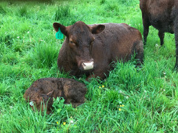 Genetics Matter, Why we raise the type of livestock we raise – Part 2 – Beef Cattle