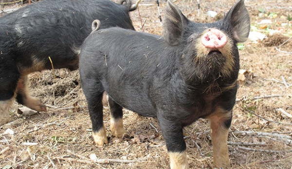 Genetics Matter, Why we raise the type of livestock we raise – Part 3 – Pastured Pork