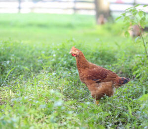 Genetics Matter, Why we raise the type of livestock we raise – Part 4 – Pastured Chickens
