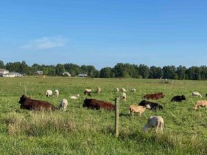 Lamb vs Veal