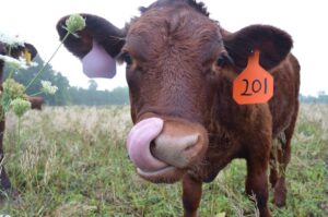 Come join us for the 2026 Tierra Verde Farms Summer Field Day!